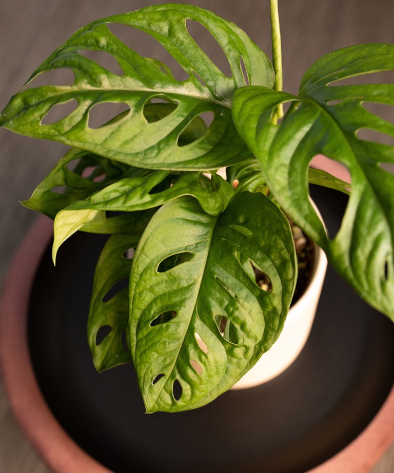 Monstera Adansonii