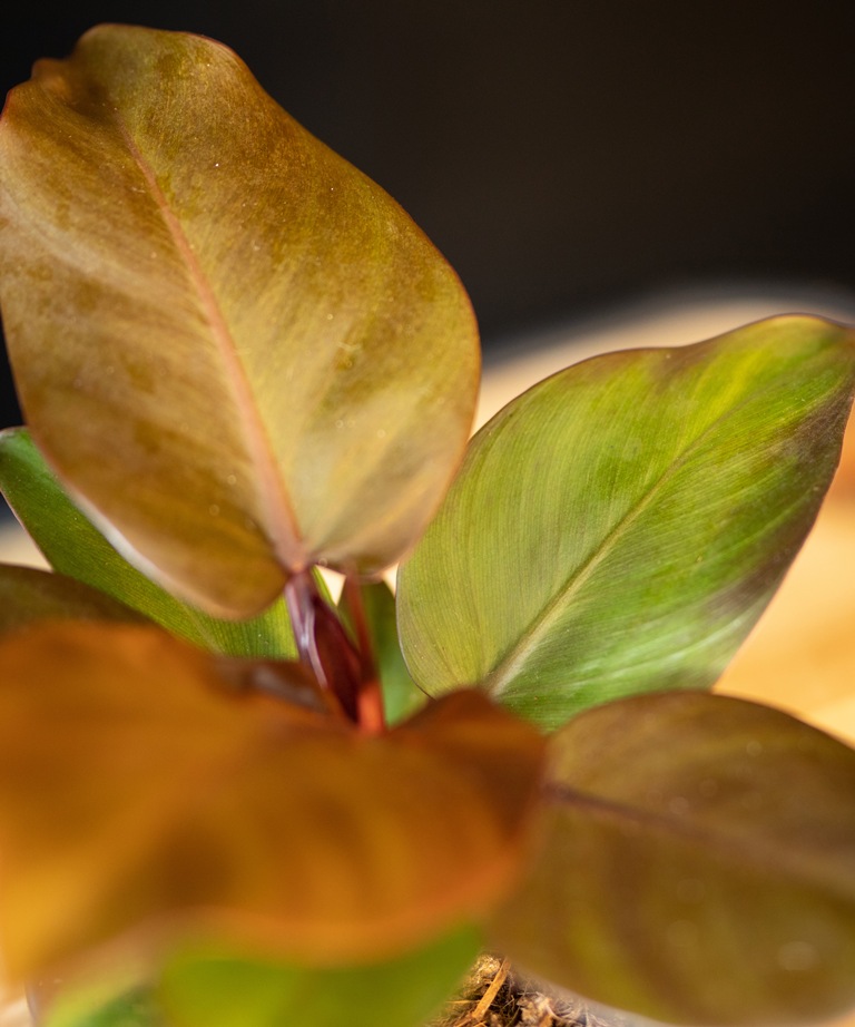 Philodendron Sunlight