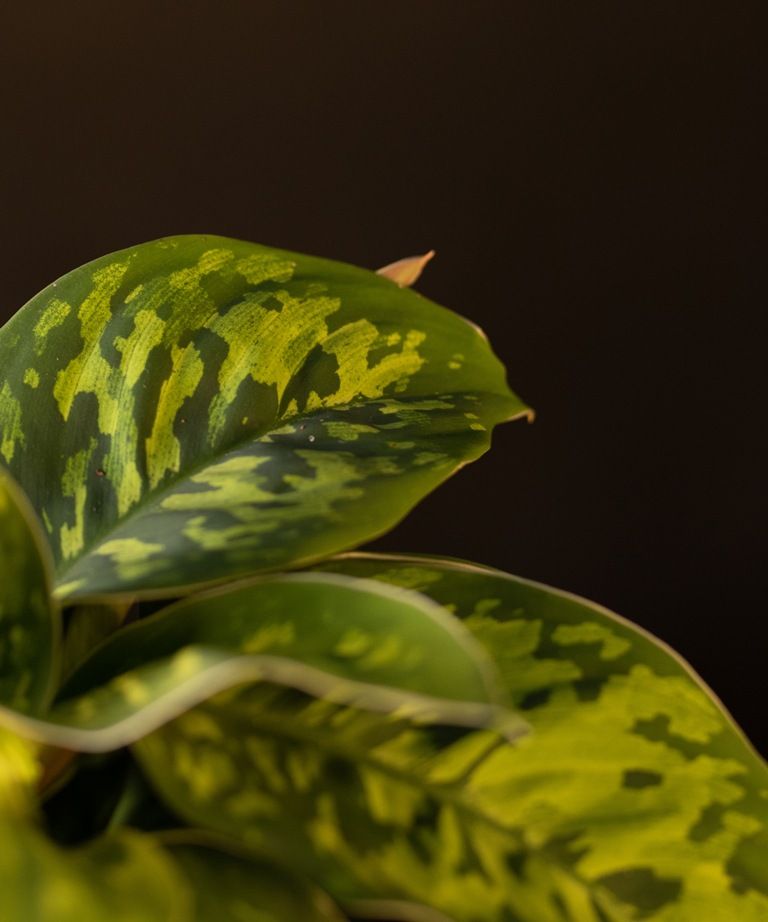 Homalomena Camouflage